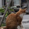 築地市場に残された野良猫たち